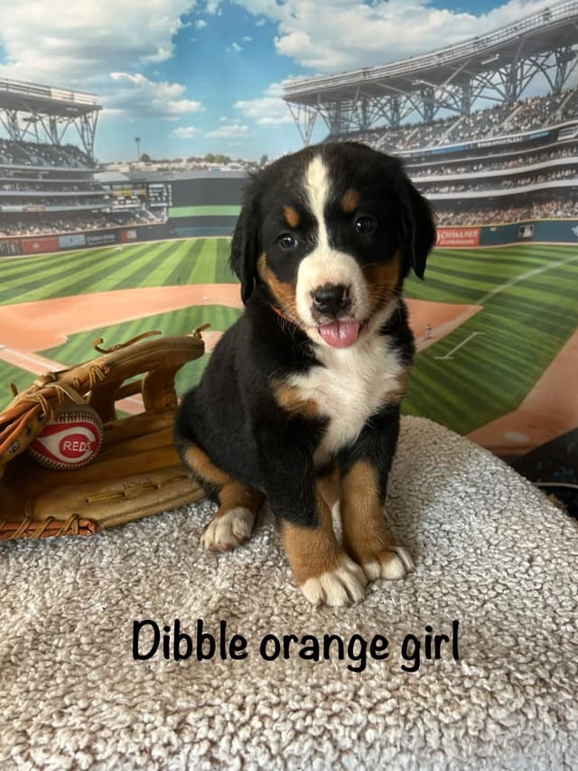 Barefoot Farm Bernese Mountain Dog Puppies media 4