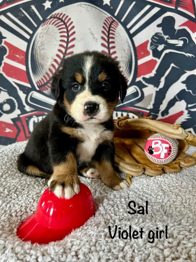 Barefoot Farm Bernese Mountain Dog Puppies media 5