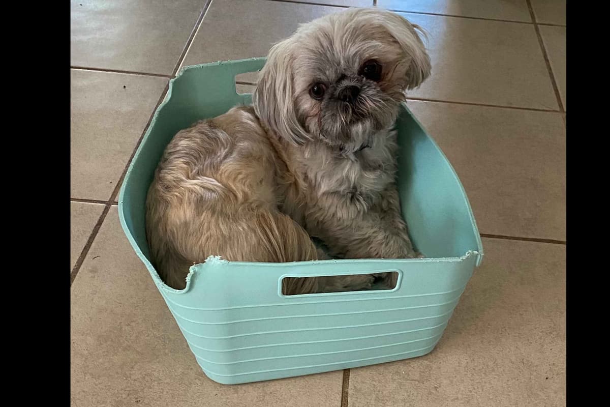 Shih Tzu Puppies breeder image 1