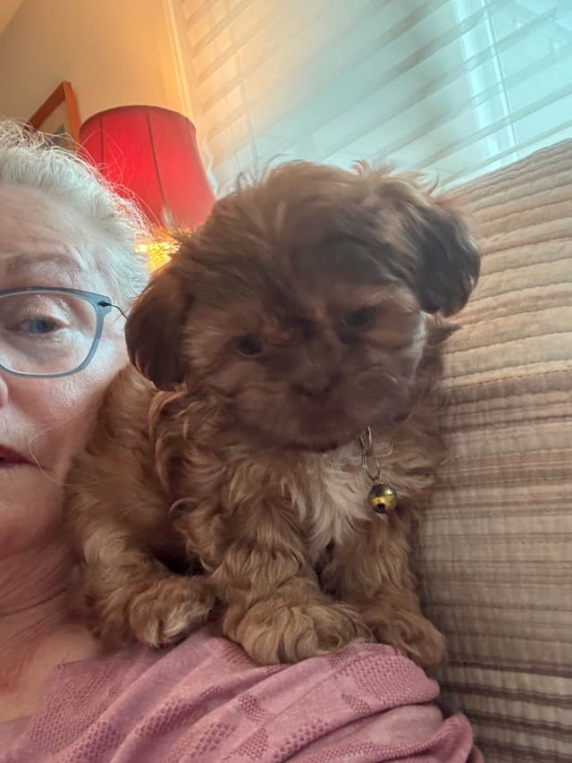 AKC Shih Tzu Puppies media 2