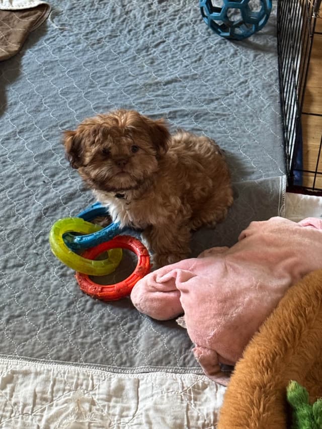 AKC Shih Tzu Puppies media 4