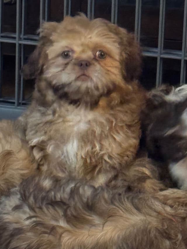 AKC Shih Tzu Puppies media 3