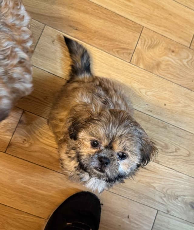 Shih Tzu Puppies media 2