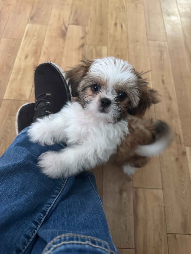 Shih Tzu Puppies media 3
