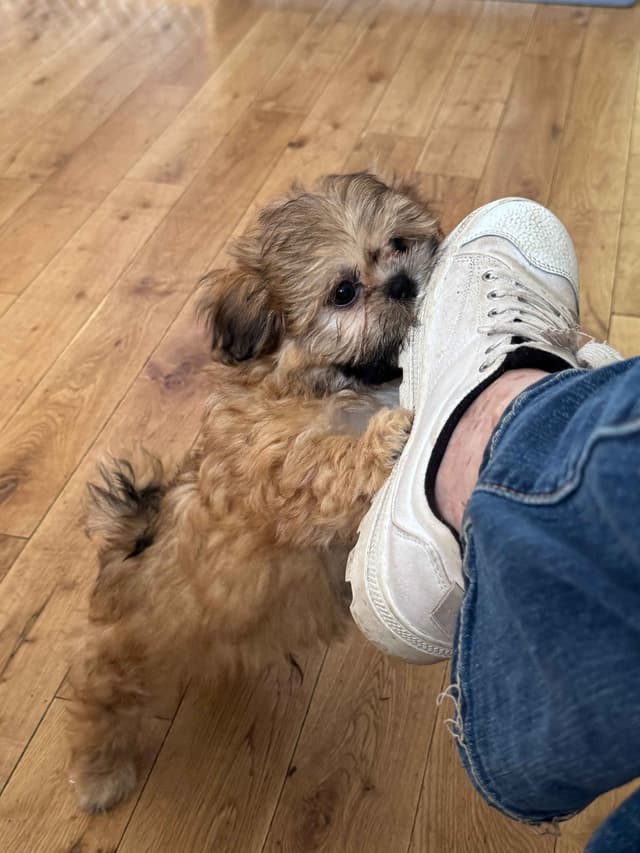 Shih Tzu Puppies media 5