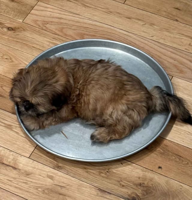 Shih Tzu Puppies media 4