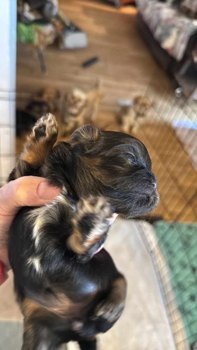Purebred Shih Tzu Puppies media 2