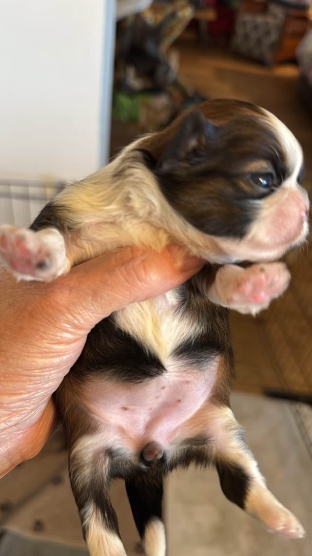 Purebred Shih Tzu Puppies media 3