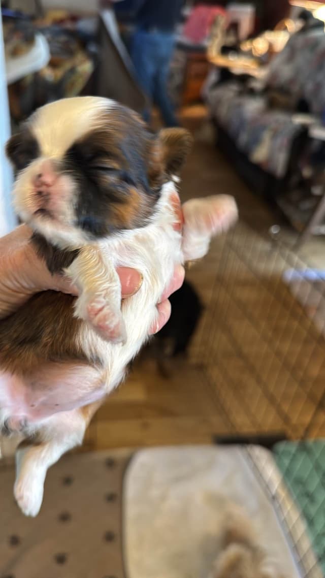 Purebred Shih Tzu Puppies media 4