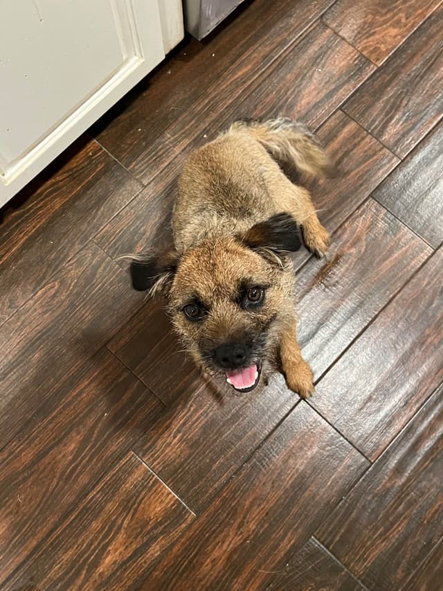 Border Terrier Puppies - ALL Sold media 2