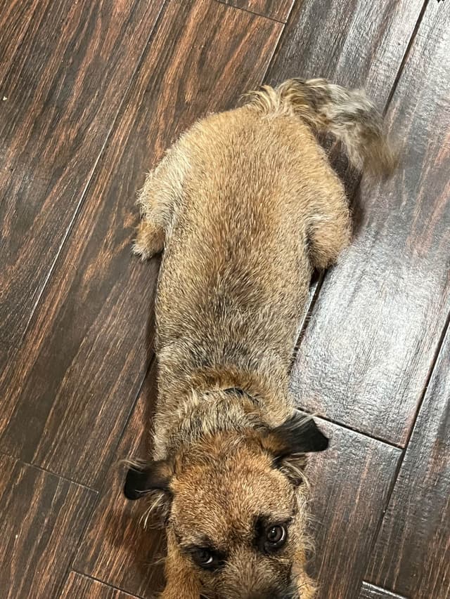 Border Terrier Puppies - ALL Sold media 3