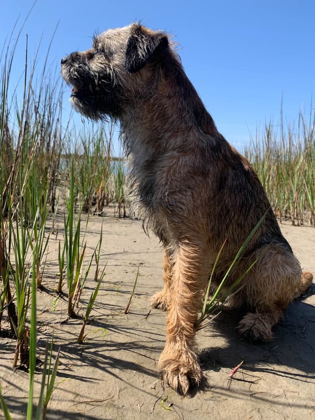Border Terrier Puppies - ALL Sold media 4