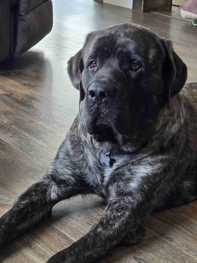 English Mastiff Puppies media 2