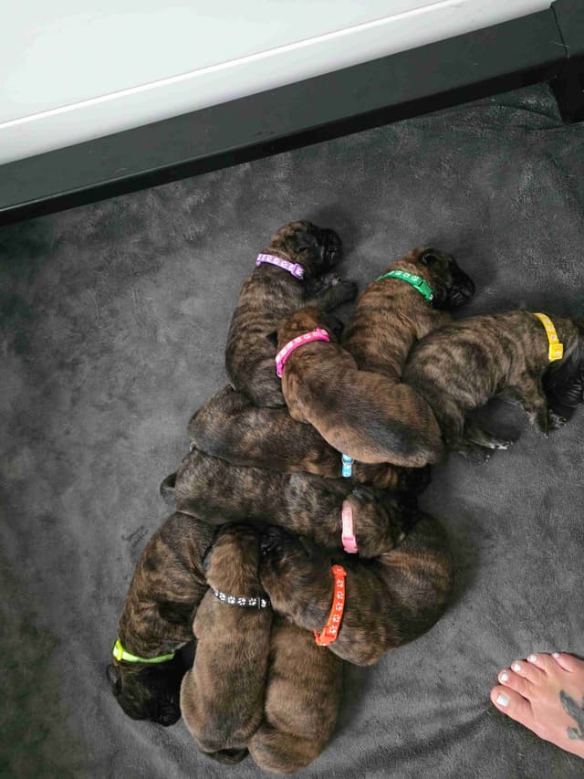 English Mastiff Puppies media 3