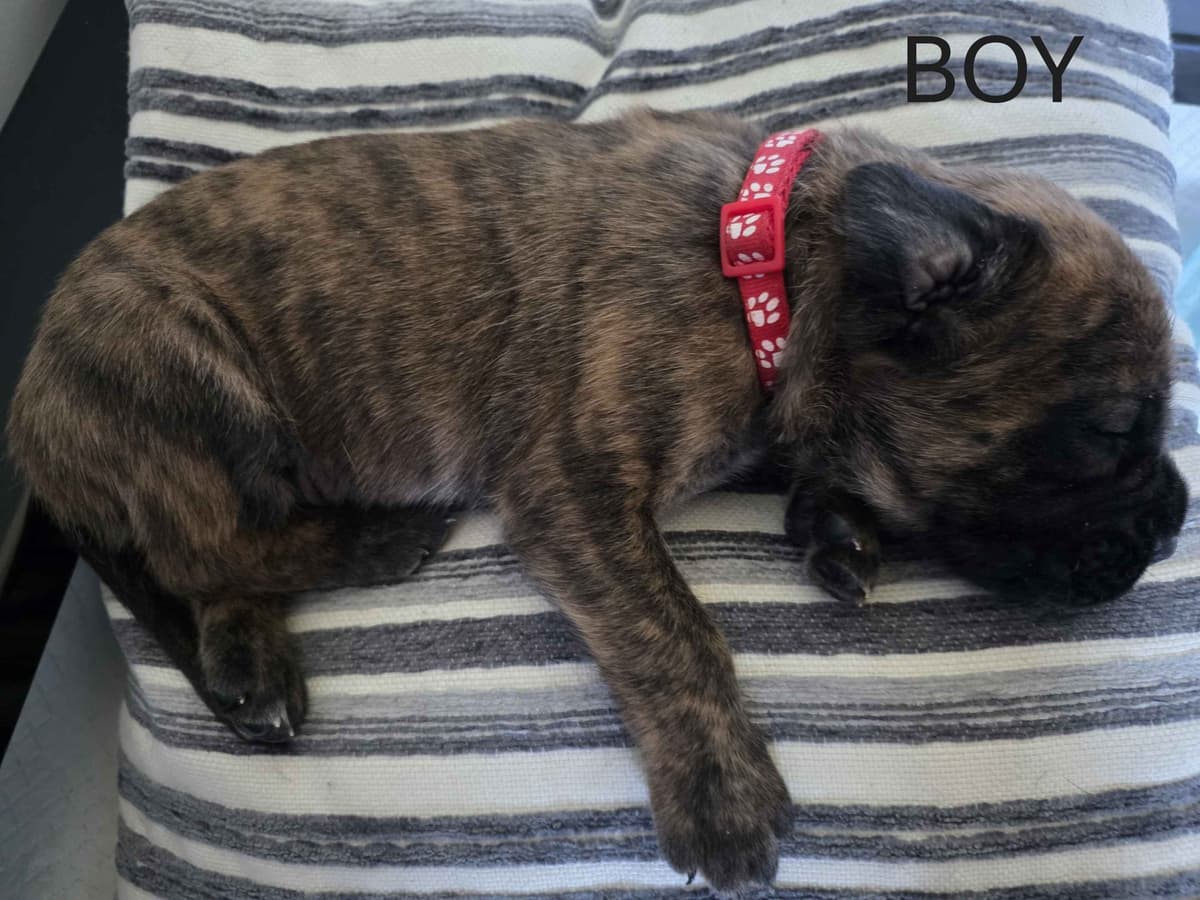 English Mastiff Puppies breeder image 1