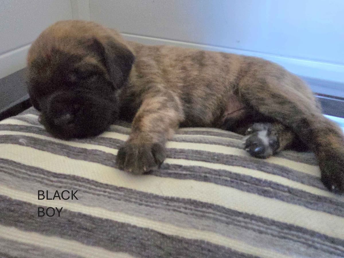 English Mastiff Puppies breeder image 2