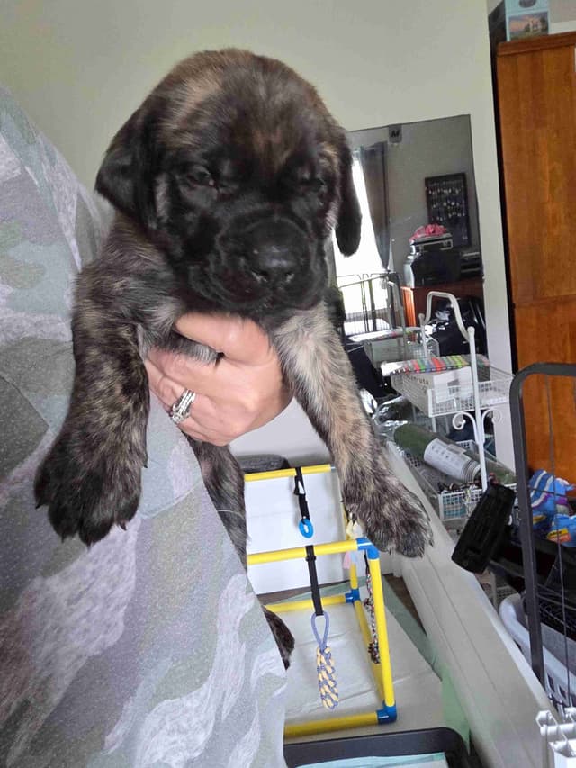 English Mastiff Puppies media 4