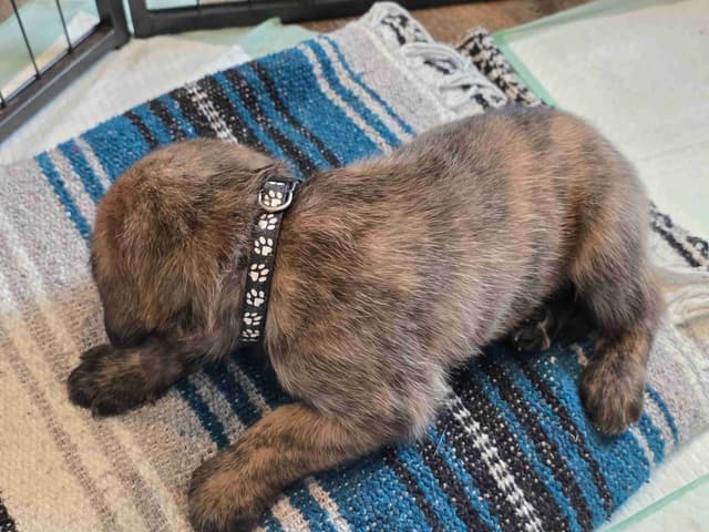 English Mastiff Puppies media 5
