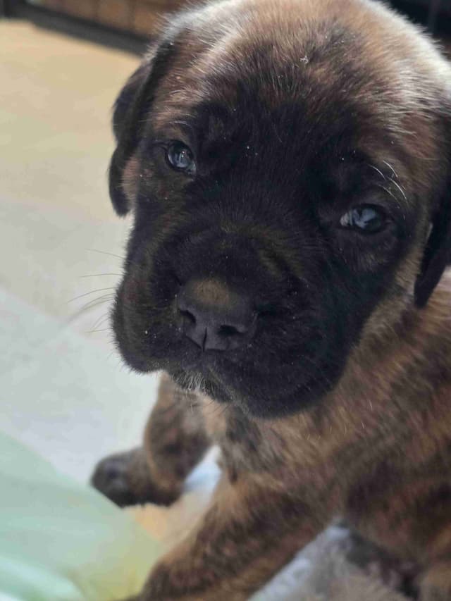 English Mastiff Puppies media 7