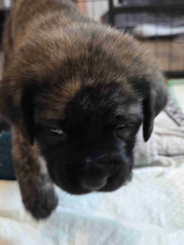 English Mastiff Puppies media 8