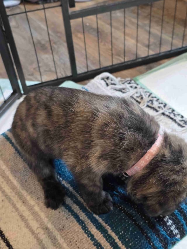 English Mastiff Puppies media 9