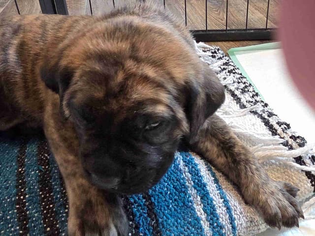 English Mastiff Puppies media 10