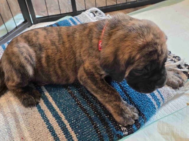 English Mastiff Puppies media 11