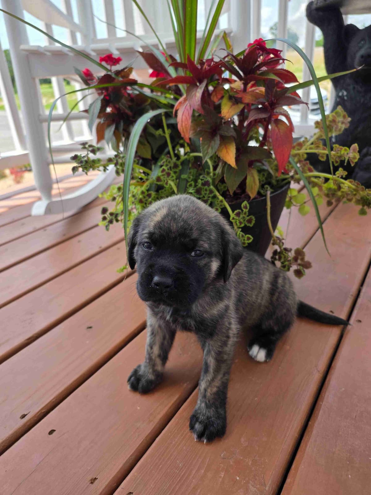 English Mastiff Puppies breeder image 5
