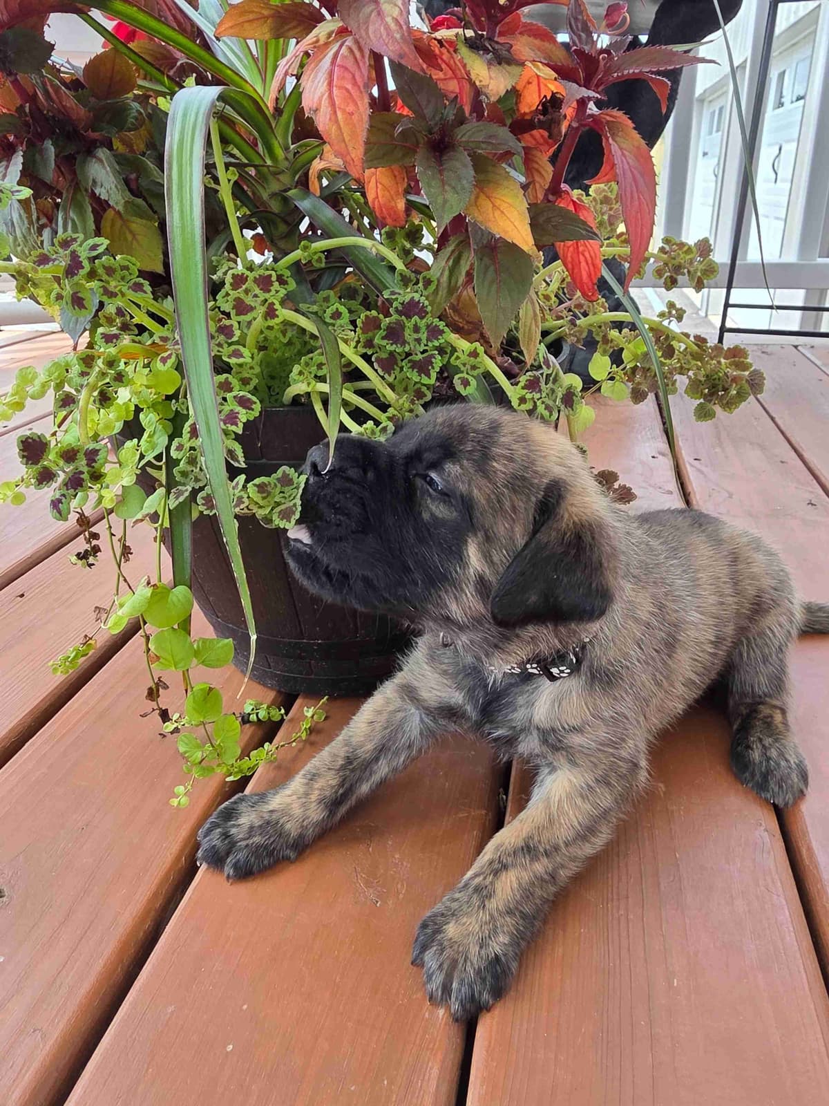 English Mastiff Puppies breeder image 4