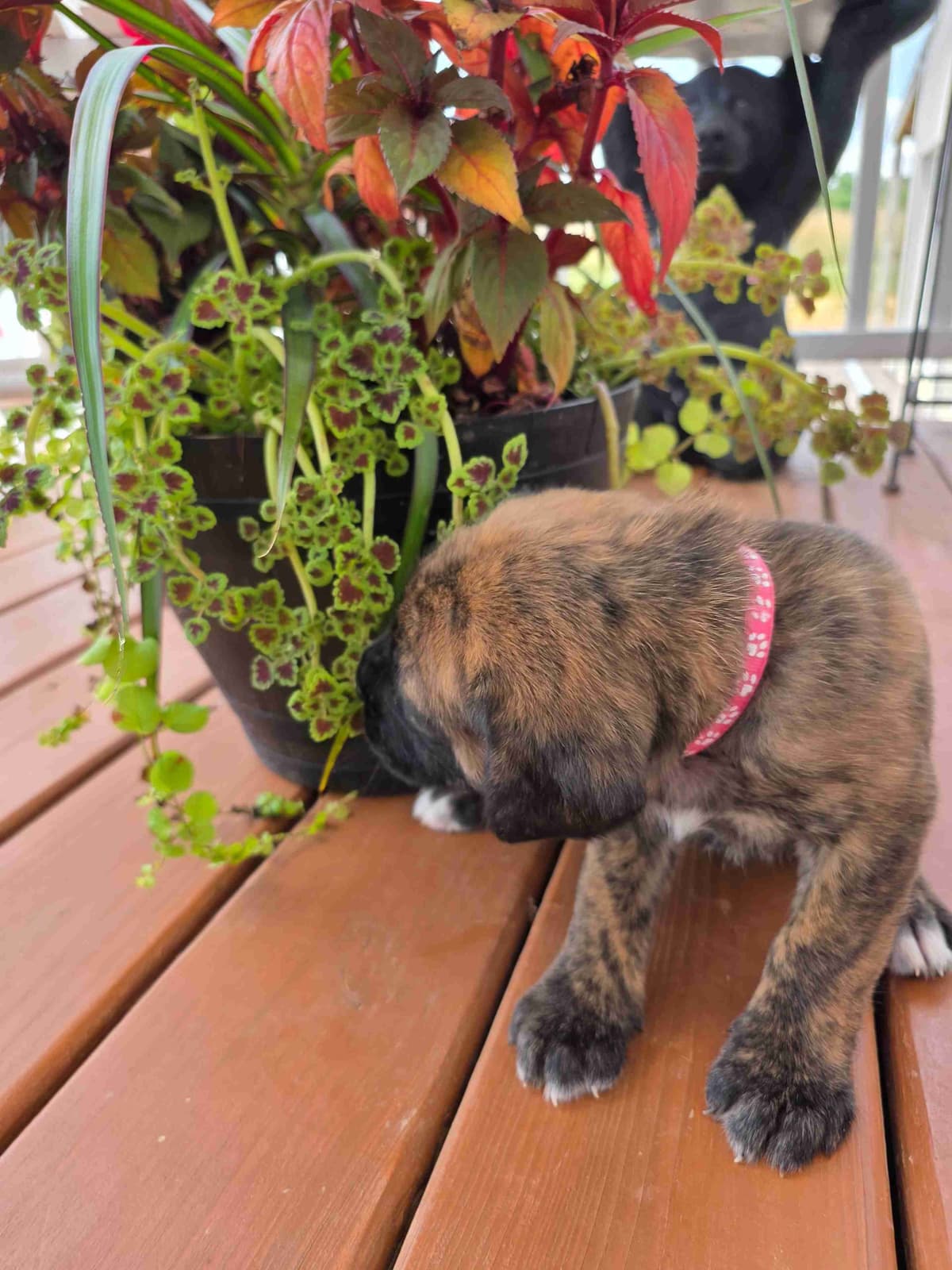 English Mastiff Puppies breeder image 7
