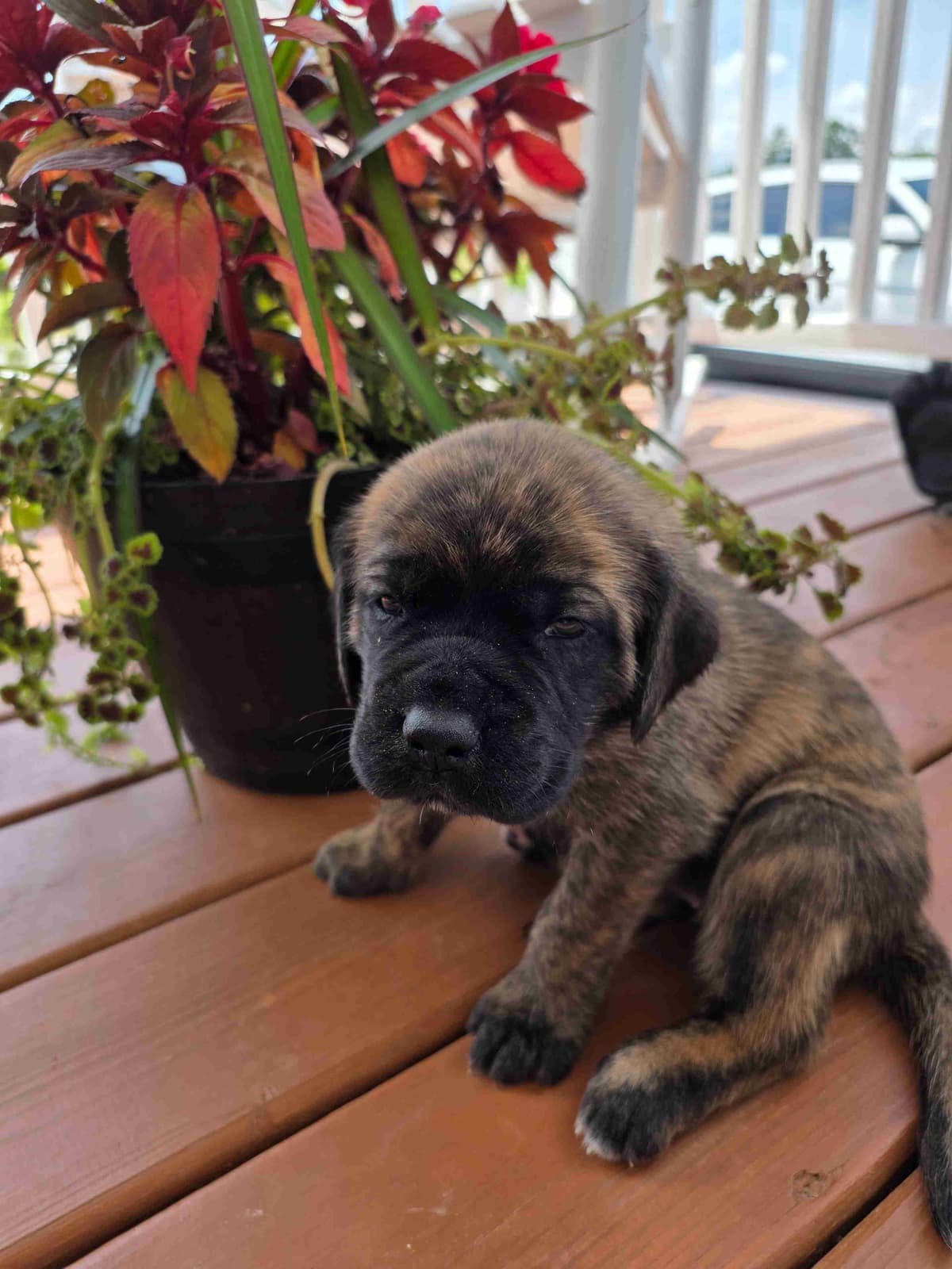 English Mastiff Puppies breeder image 8