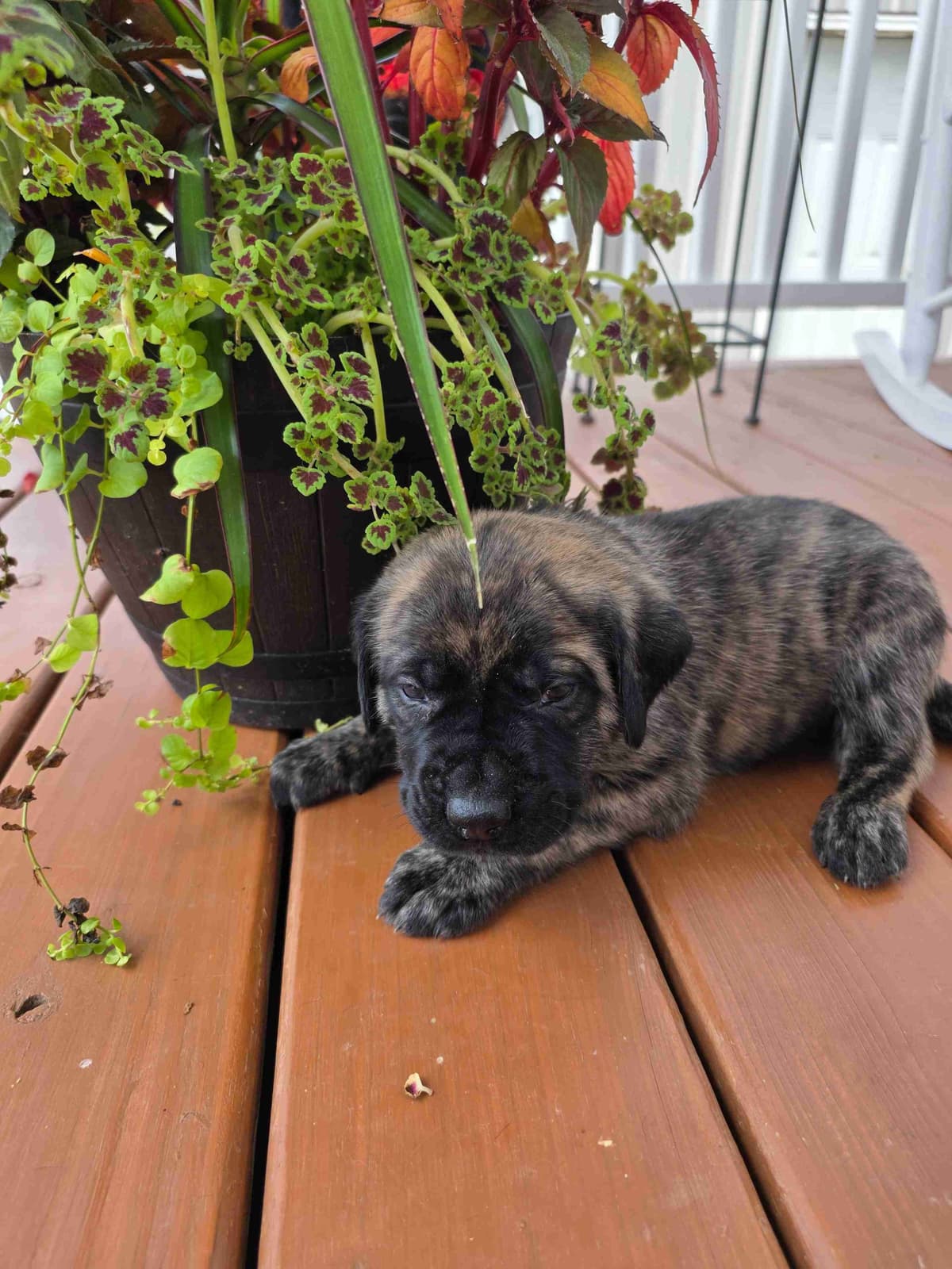 English Mastiff Puppies breeder image 11