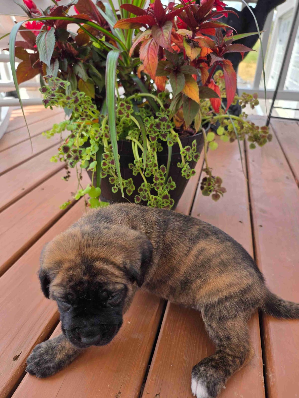 English Mastiff Puppies breeder image 9