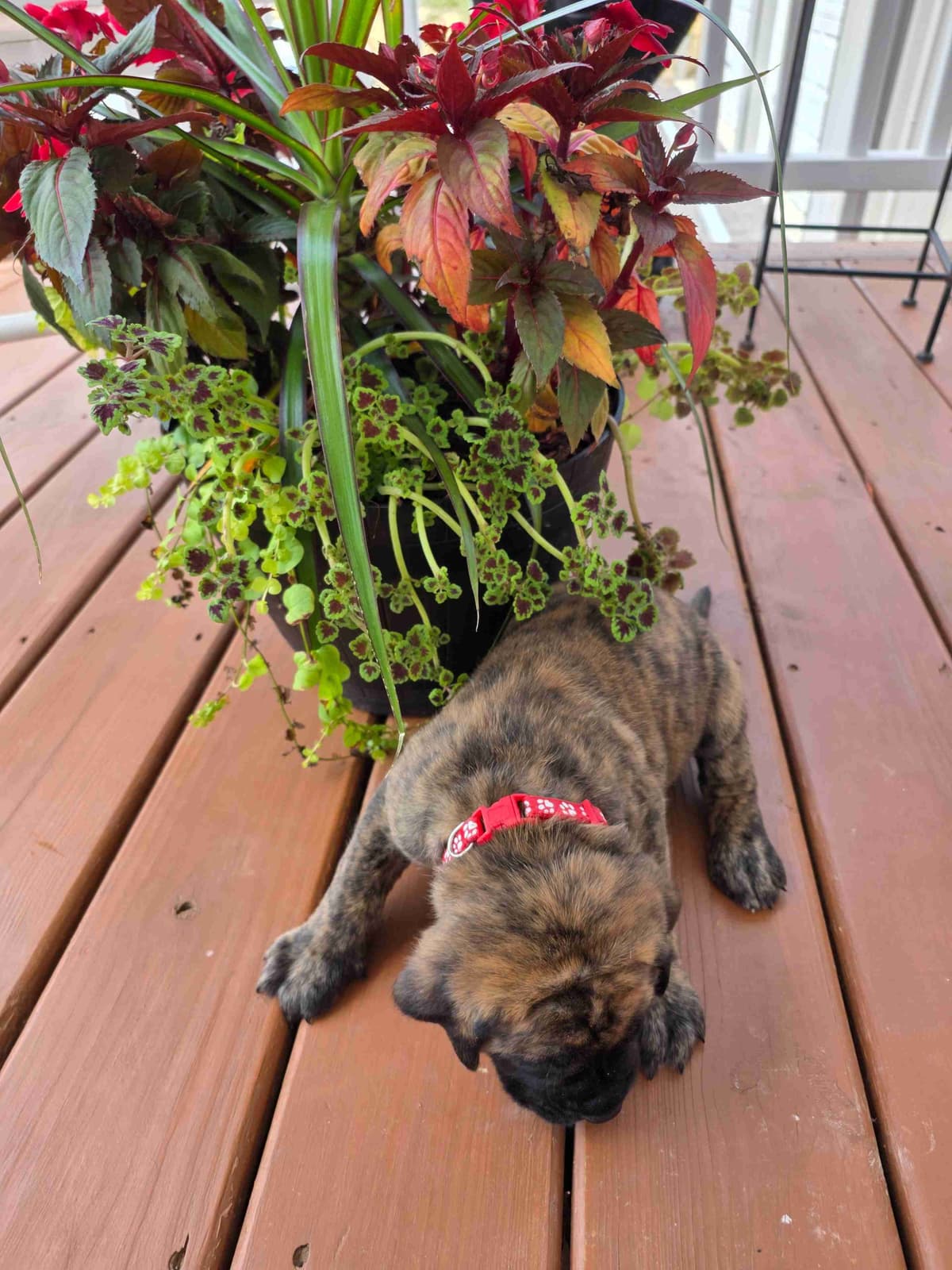 English Mastiff Puppies breeder image 12
