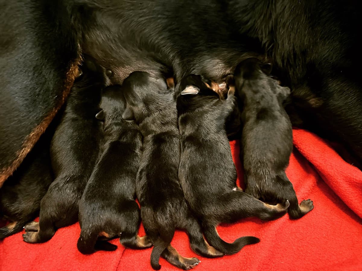 Rottweiler Puppies breeder image 2