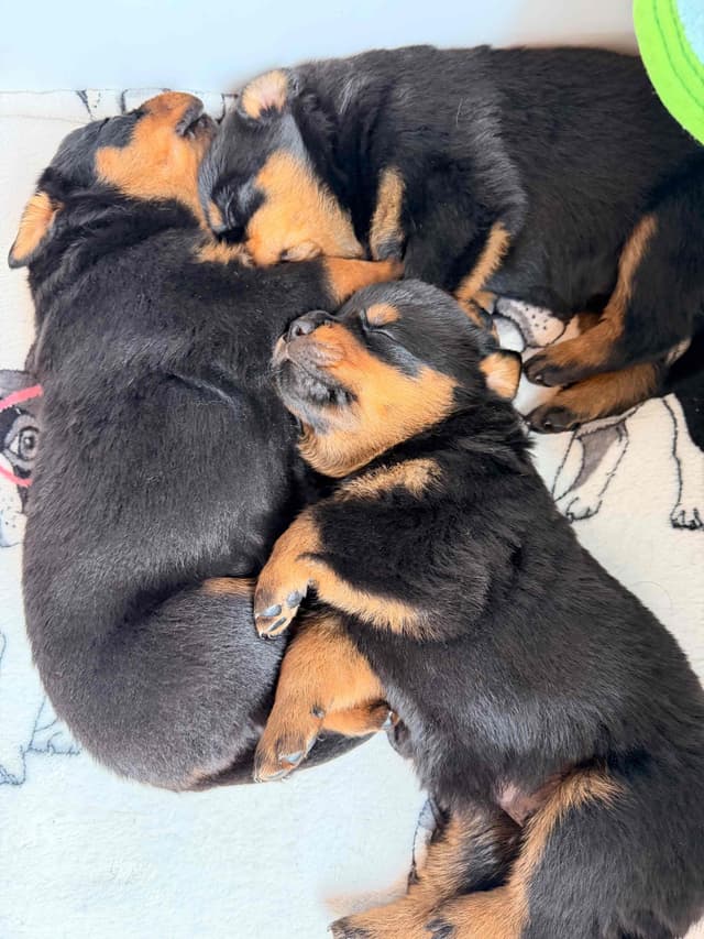Rottweiler Puppies media 2