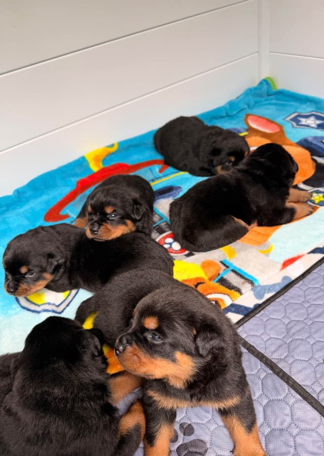 Rottweiler Puppies media 5