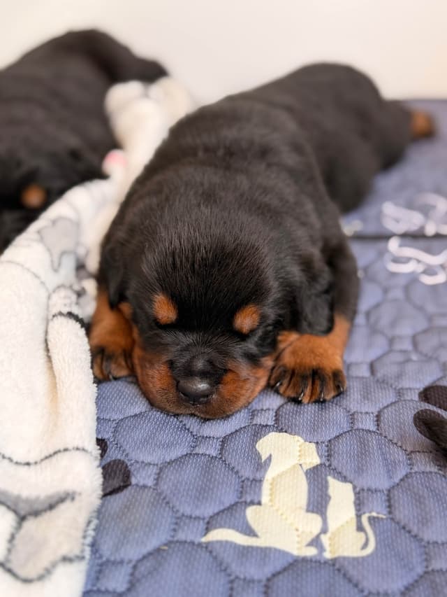 Rottweiler Puppies media 4