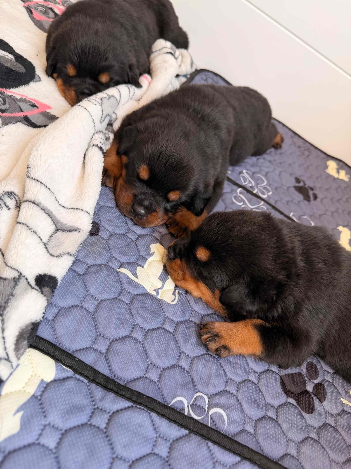 Rottweiler Puppies breeder image 3