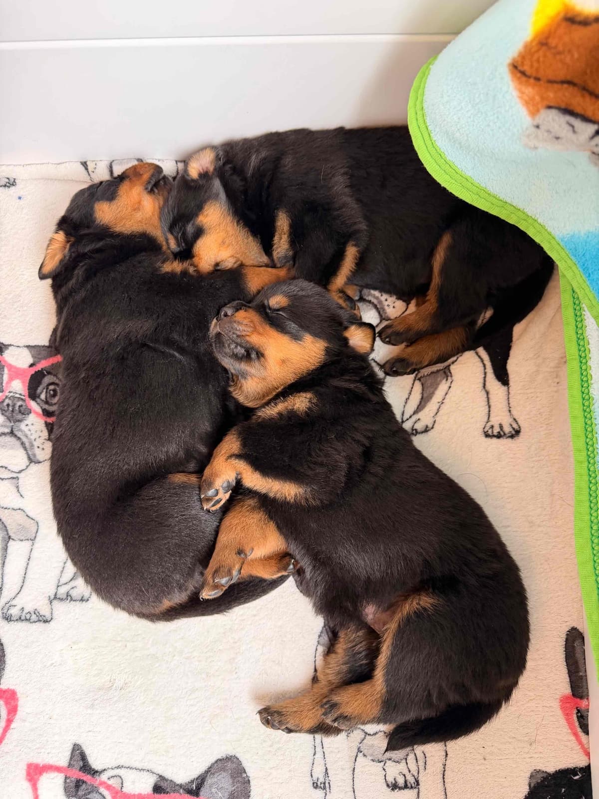 Rottweiler Puppies breeder image 5