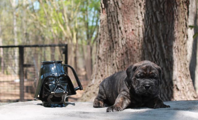 Cane Corso Puppies media 2