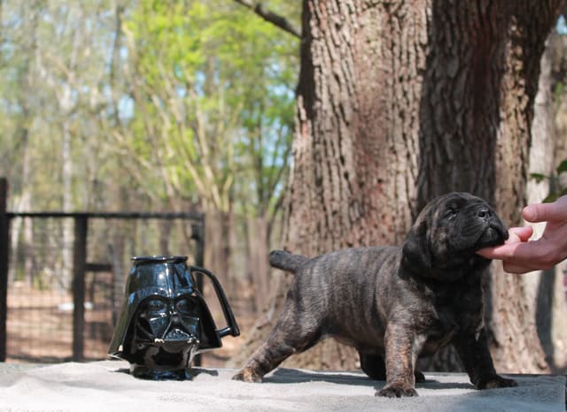 Cane Corso Puppies media 3