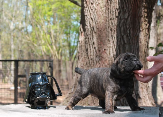 Cane Corso Puppies media 4