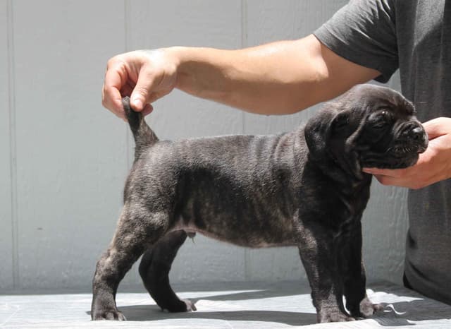 Cane Corso Puppies media 3
