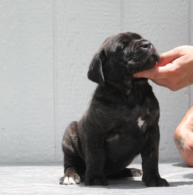 Cane Corso Puppies media 4