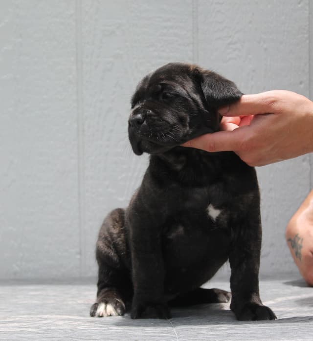 Cane Corso Puppies media 5