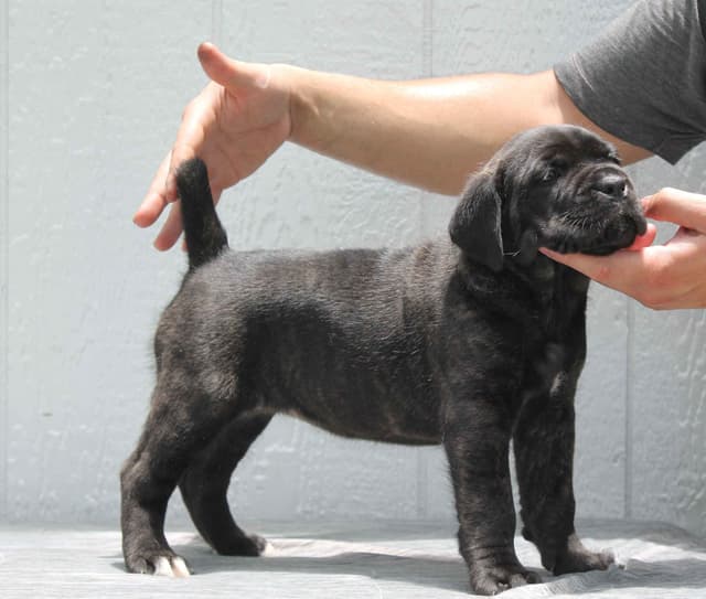 Cane Corso Puppies media 6