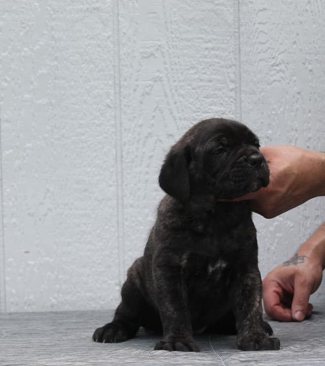 Cane Corso Puppies media 7