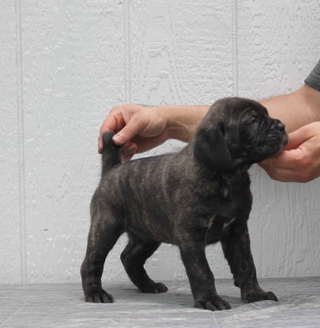 Cane Corso Puppies media 9