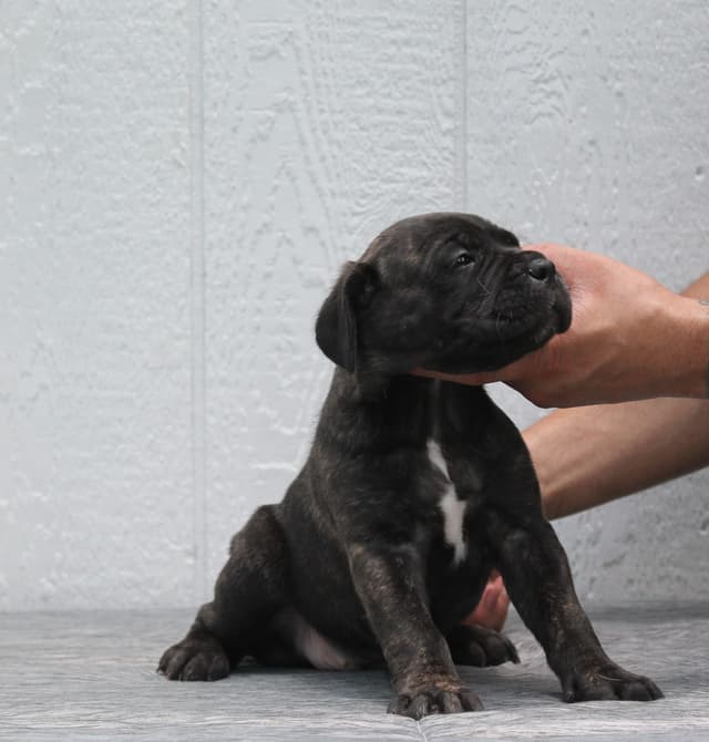 Cane Corso Puppies media 10